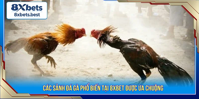Đá gà 8XBET các sảnh cược phổ biến
