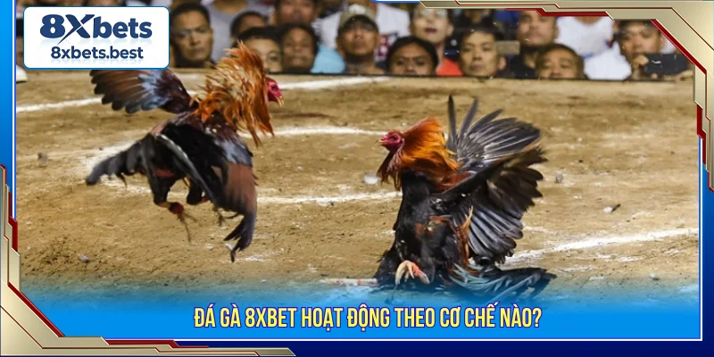 Đá gà 8XBET cơ chế hoạt động